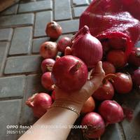 Bawang Merah Peking Jumbo 1 kg Rasa Pedas Mirip Bombay Kuali