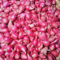 bawang merah asli brebes ukuran besar premium