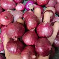 Bawang merah INDIA cocok untuk masakan anda