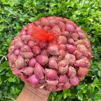 Bawang Merah Lokal Nganjuk ukuran tanggung kecil campur tang