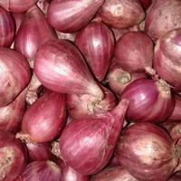 Bawang Merah Jawa pilihan per 250~500gr uk. sedang