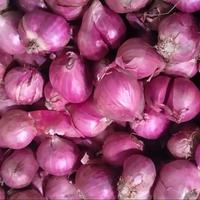 bawang merah kering souper BIMA