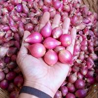 Bawang Merah lokal Besar Super 1kg Murah Segar