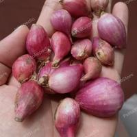 BAWANG MERAH BREBES FRESH