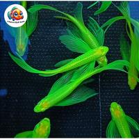 Ikan Danio Slayer Hijau Grade A/ Ikan Hias Warna Warni