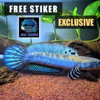 Blue Pulchra 8 9 10 cm GRADE A PREMIUM QUALITY ! TERMURAH!!