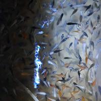 ikan molly mix