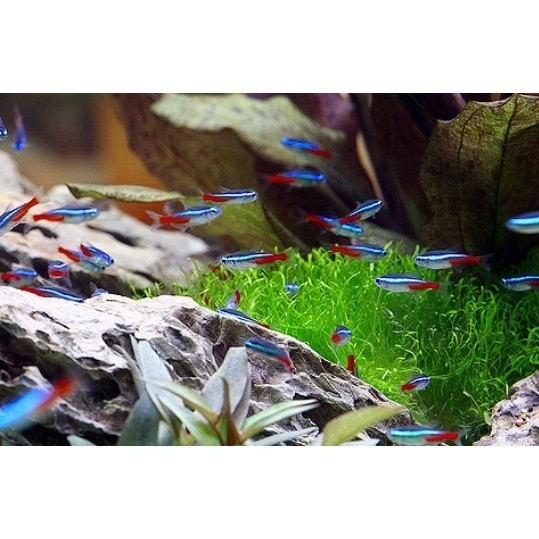 Tetra Neon Cardinal Red nouse Amandae Blue kerry - ETALASE ( Cahaya aquatic )