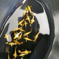 Ikan Hias Air Tawar Guppy Full Gold