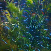 Ikan hias cardinal tetra 50 ekor