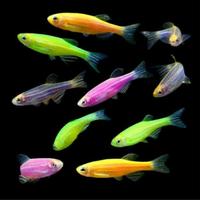 ikan Zebra danio warna warni untuk anak anak aquarium aquasc