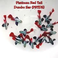 Ikan Hias Guppy PRTDE Platinum Red Tail Dumbo Ear