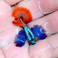 Guppy PRTDE Platinum Red Tail Dumbo Ear Grade A Sepasang
