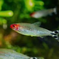 Ikan Hias Aquascape Red Nose Tetra