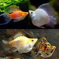 paket molly mix 10ekor/ikan hias aquascape /ikan hias air ta