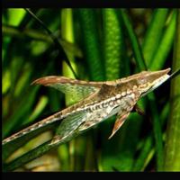 Ikan hias Sturisoma panamense atau whiptail catfish