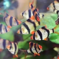 Ikan Sumatra tiger barb Sumatra barb Aquascape sumatera hias