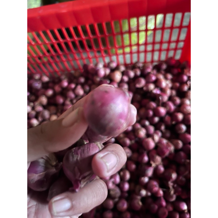 Bawang Merah Segar Berkualitas - Aroma Khas, Tanpa Pengawet