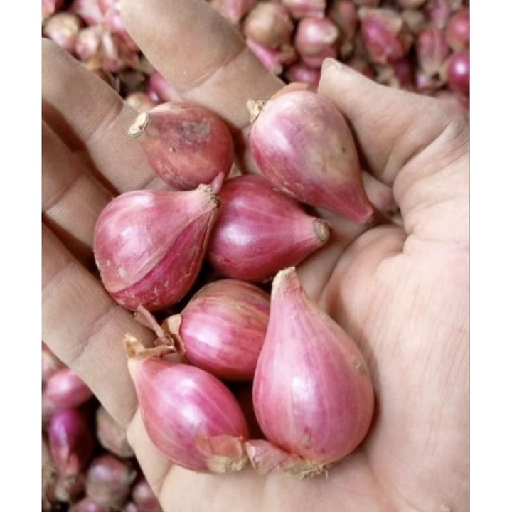 Termurah Bawang Merah Asli Nganjuk Ukuran Sedang