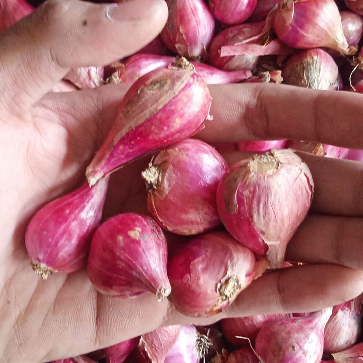 Bawang Merah Brebes Kering 1kg/500gram Asli Petani Brebes