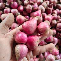 Bawang Merah Kering Ukuran Super Besar – Kualitas Premium & Bergaransi