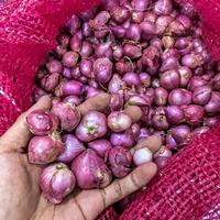 bawang merah asli Enrekang