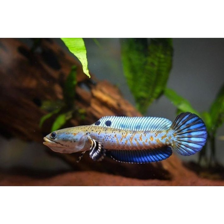 pulcra 5-7 cm grade A