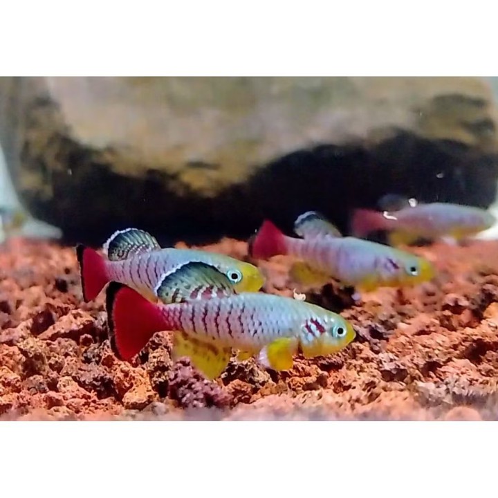 Killifish Guentheri Red Ukuran 2,5-3cm Sehat