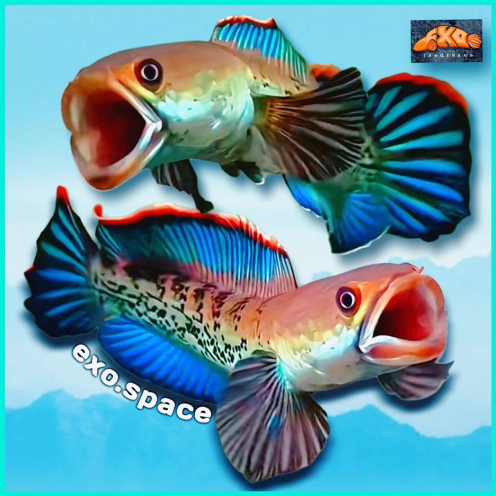 Stewarti Bahanan Kontes Dan Display Free Pelet Dan Sticker