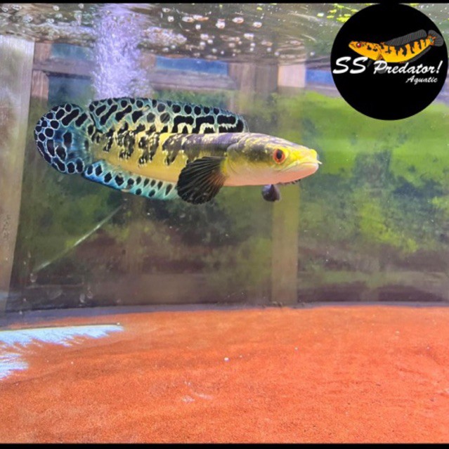 (SS PREDATOR AQUATIC) Cod Yellow sentarum/ Maru ys batik size 5-23cm Sortiran Ba