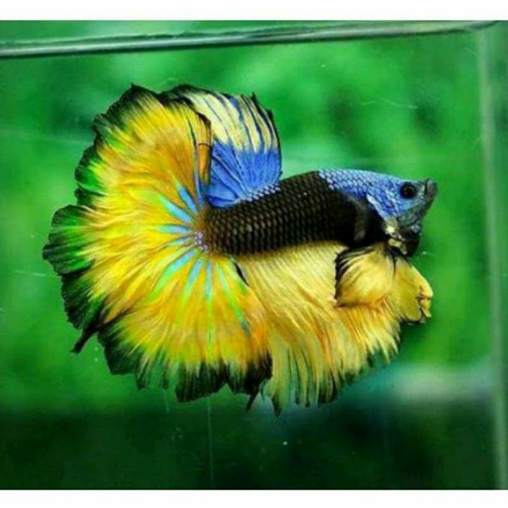 Haltmon Rostail Jantan Betina Warna Random M-S