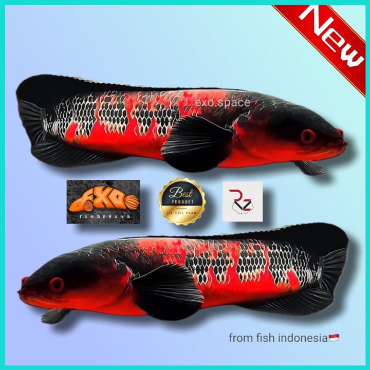 Red Barito Original  kualitas Grade A+ ( Free Sticker) Terlaris di Channa