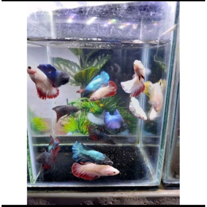 paket hemat isi 10 ekor betina halfmon