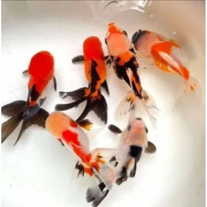 baby mas koky oranda RANCHU KOKI REWD WHITE PANCA WARNA saudarafish