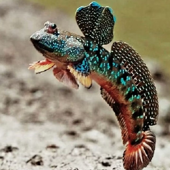 Ikan Glodok | Ikan Mudskipper | Ikan Tembakul