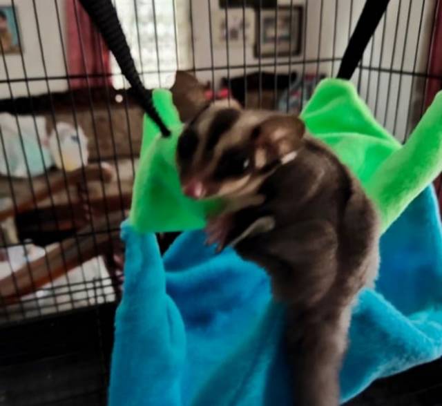 Pouch Sugar Glider 2 tingkat halus