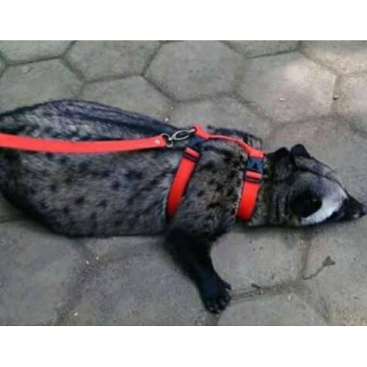 Tali tuntun kucing  dll / HERNEST