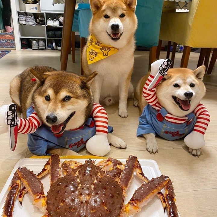 Halloween Anjing Kucing Kucing Pakaian Hewan Peliharaan deng